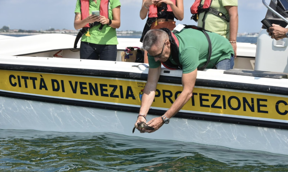 Tartarughe Marine Alberoni