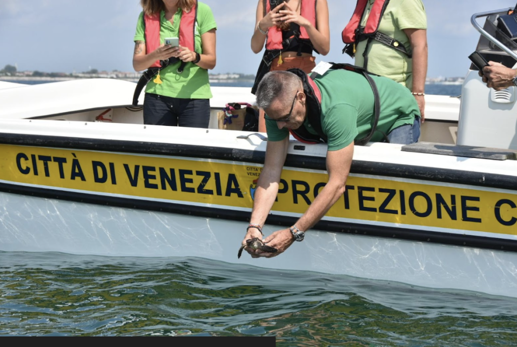 Tartarughe Marine Alberoni