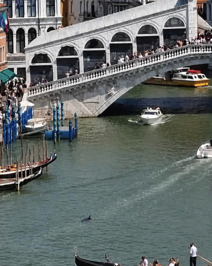 Delfino Laguna 2026