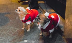cani vestiti per Natale