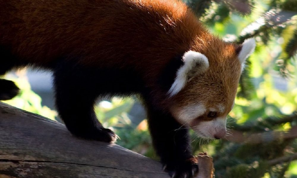 Panda Rosso Parco Natura Viva