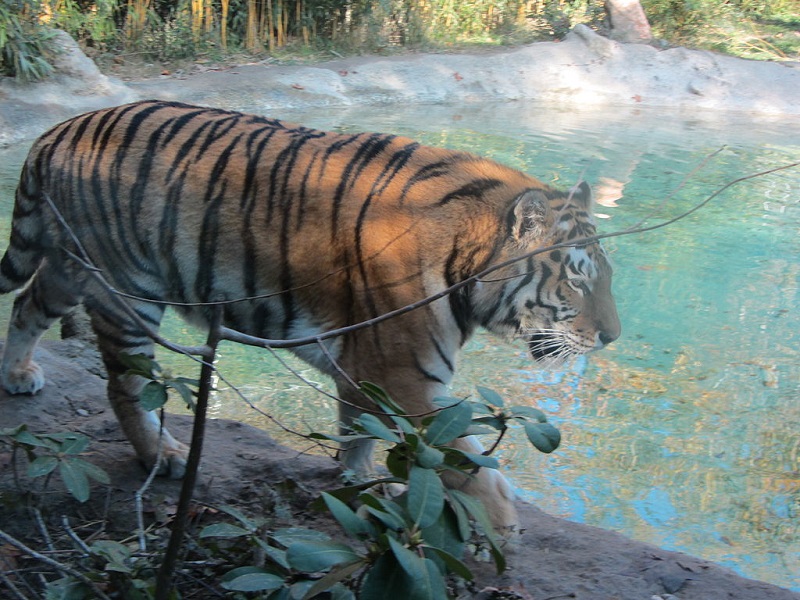 Tigre Parco Natura Viva Zoo