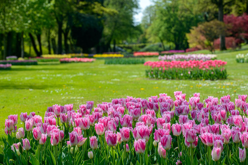 I colori dei tulipani che popolano i prati veronesi