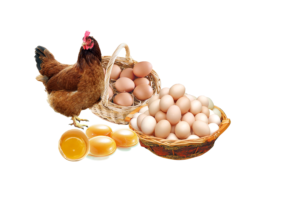 Pasqua a tavola in famiglia - Chioccia Con Uova da covare