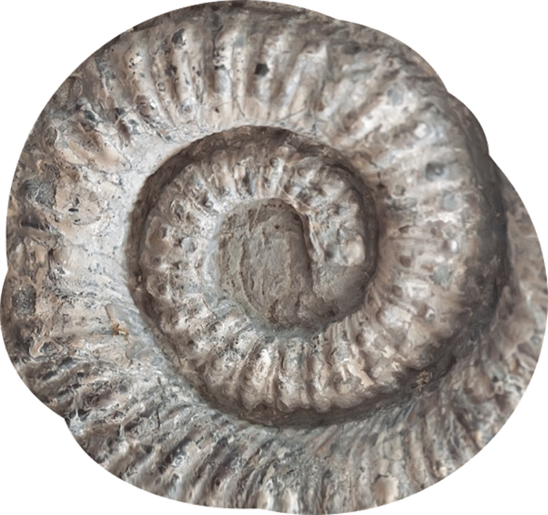Museo di Santa Corona - Fossile di conchiglia