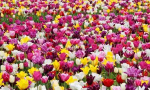 Tulipani in contrada Gonzati - Tulipani in un tappeto