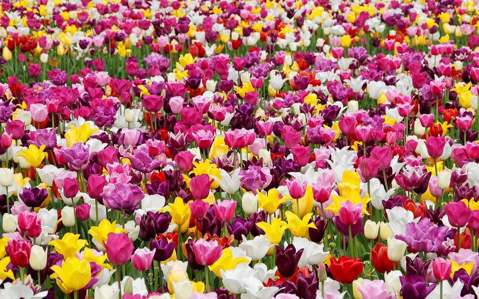Tulipani in contrada Gonzati - Tulipani in un tappeto