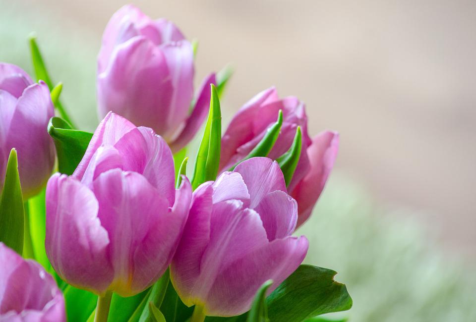 © Riproduzione riservata - Tulipani Striati in bouquet