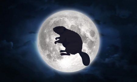 La luna del castoro - Castoro sulla luna