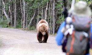 Cosa fare se incontro in orso - Incontro Con Un Orso in montagna
