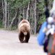 Cosa fare se incontro in orso - Incontro Con Un Orso in montagna