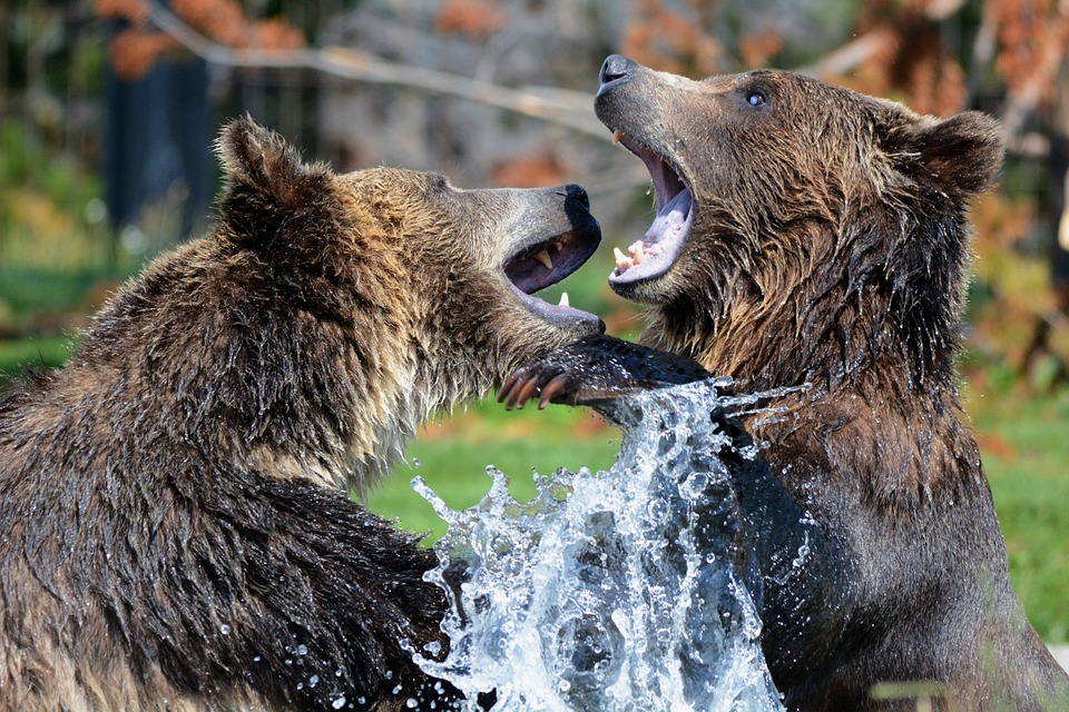 Cosa fare se incontro in orso- Lotta Tra Orsi in foto