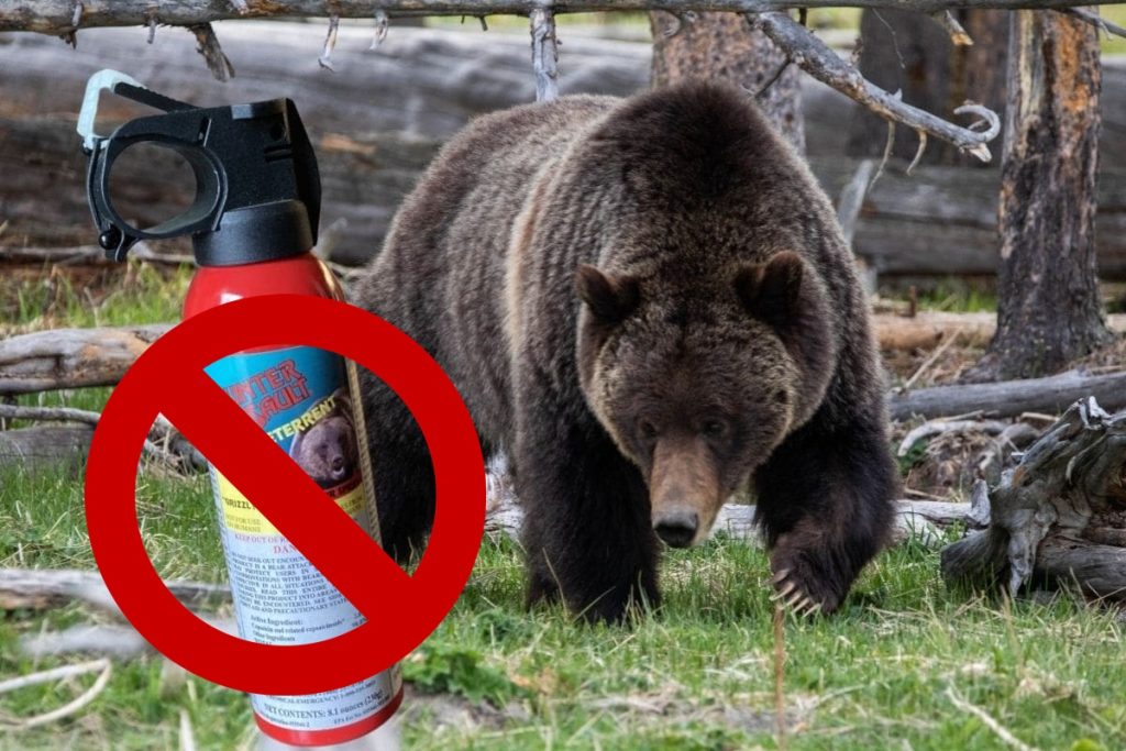 Cosa fare se incontro in orso - Spray Anti Orso in foto